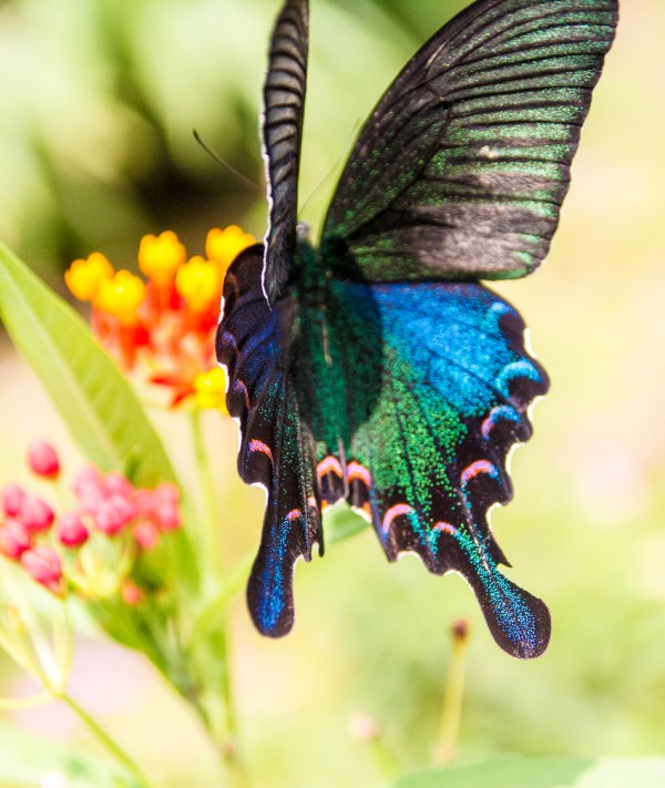 Butterfly not in the sky by DLPSquared
